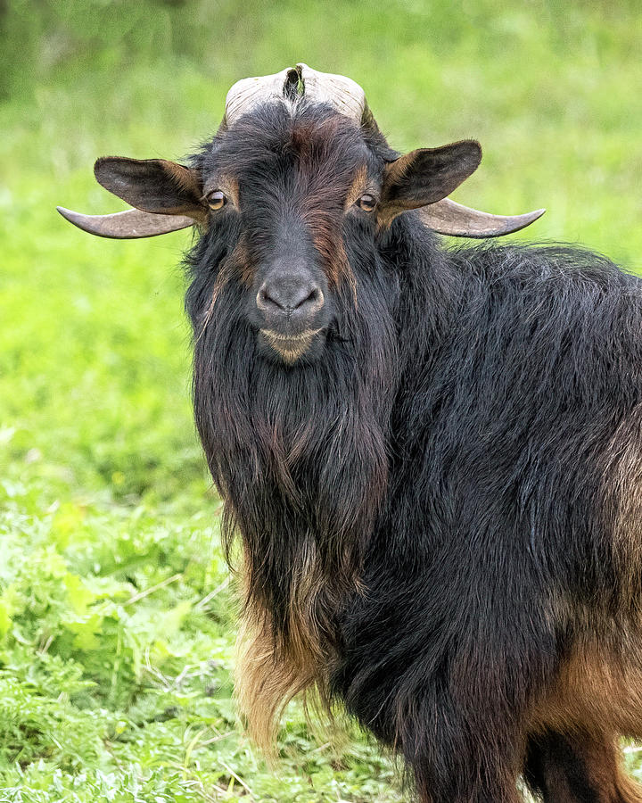 Goat with beard Photograph by Jaki Miller - Pixels