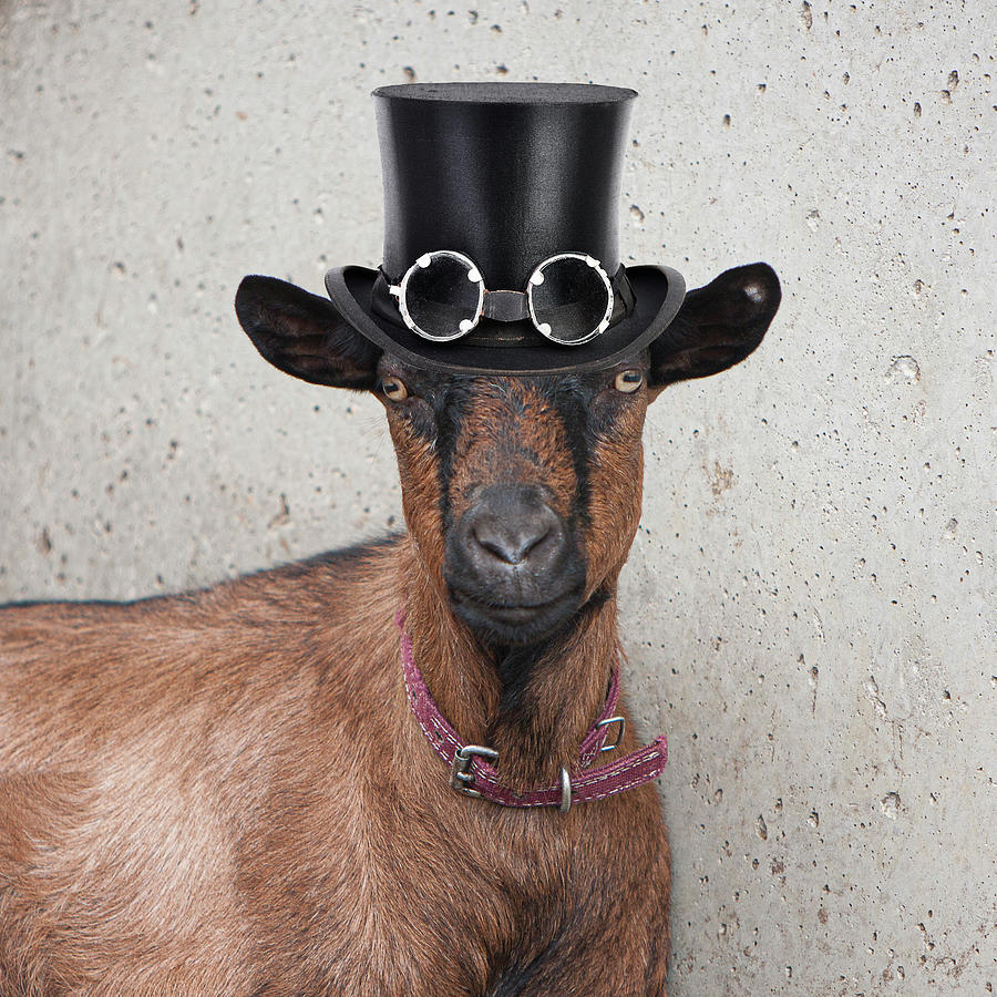 Goat with hat Photograph by George Pennington