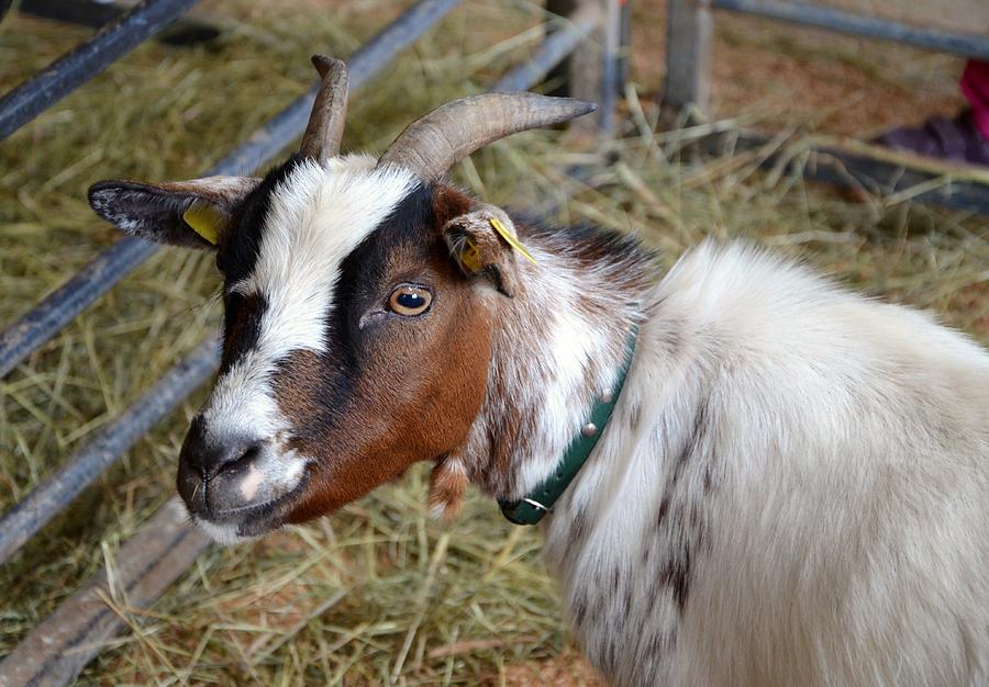 Goat Young Animal Domestic Goat Photograph by Mona Master - Pixels