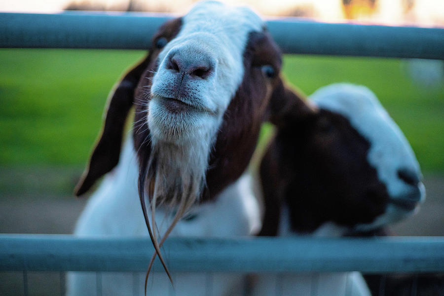 Elvis Goat-photo by Dustin Woods Photograph by Dustin Woods - Fine Art ...