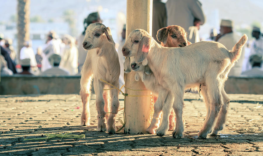 Goats at the Friday Market in Nizwa Photograph by Alexey Stiop