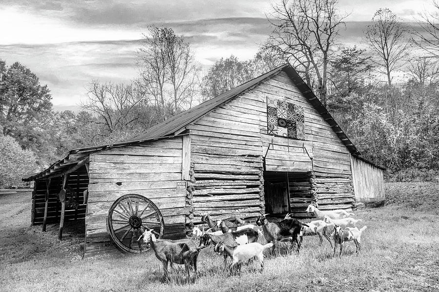 Goats at the Old Wood Barn Black and White Photograph by Debra and Dave Vanderlaan