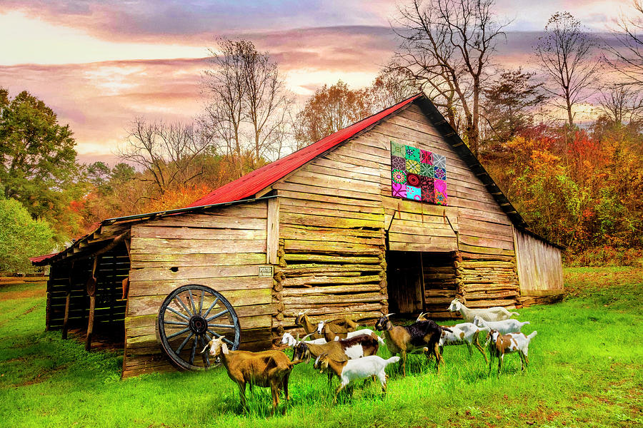 Goats at the Old Wood Barn Photograph by Debra and Dave Vanderlaan