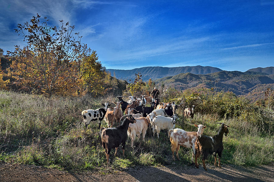 Goats flock Photograph by Photo By Dimitrios Tilis