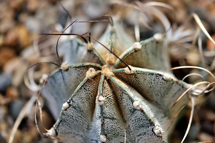 Goat's Horn Cactus Photograph by Nicholas Miller | Fine Art America