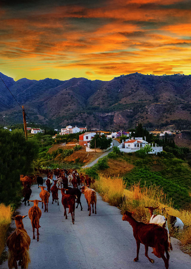 Goats on the Frigiliana Campo, Malaga Province, Andalucia, Spain Photograph by Panoramic Images