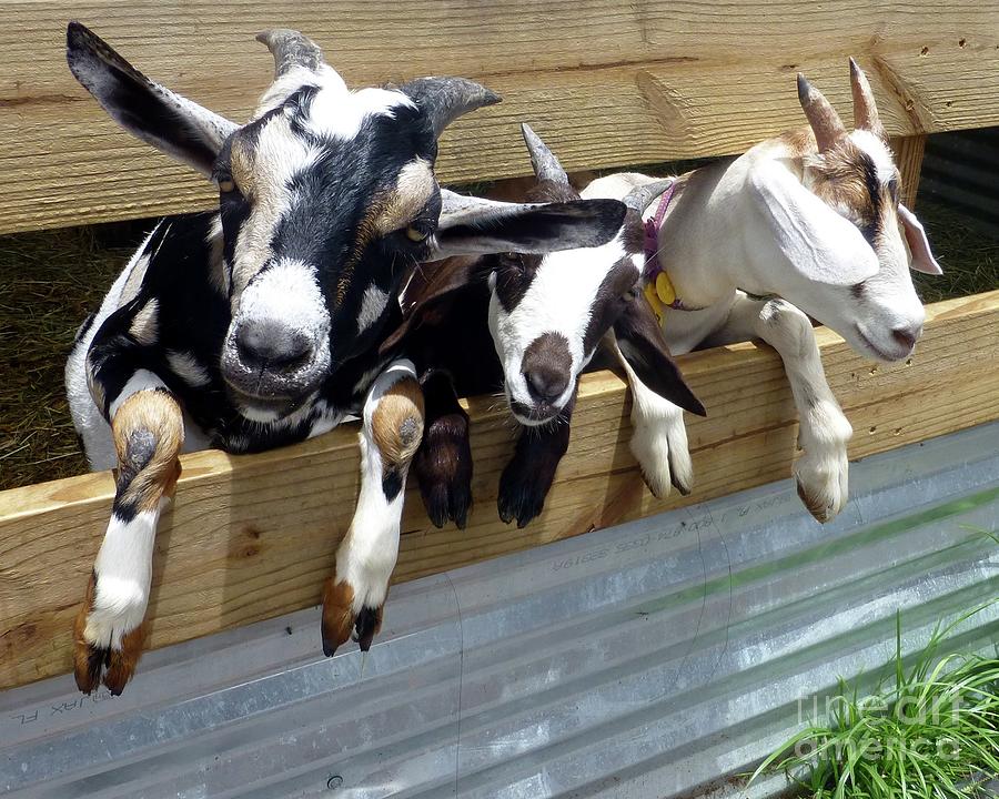 Goats Saying Cheese Photograph by Barbie Corbett-Newmin