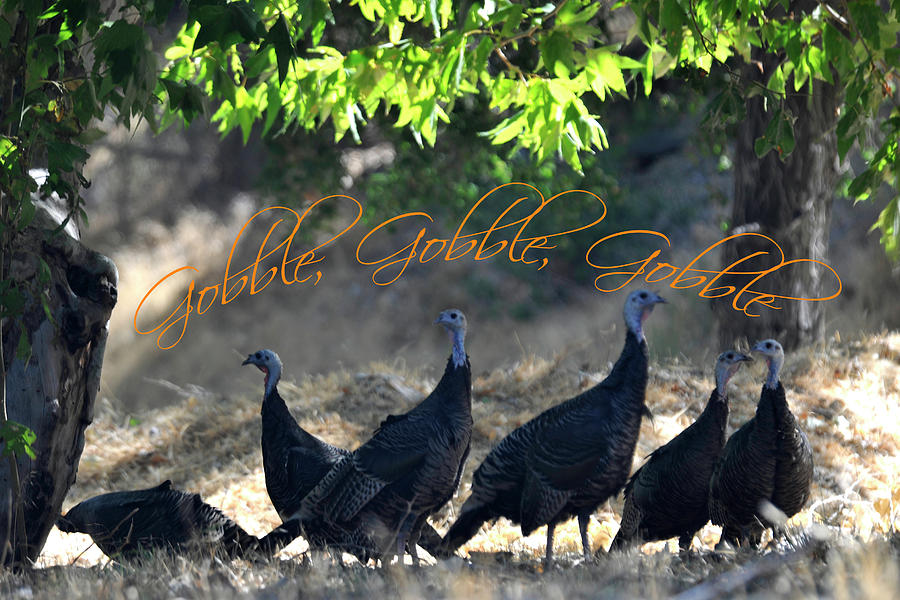 Gobble Gobble Gobble Wild Turkeys Photograph by Bonnie Colgan