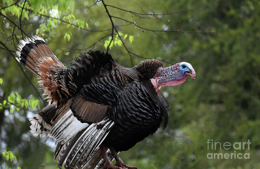 Turkey Photograph - Gobblin For Love by Skip Willits