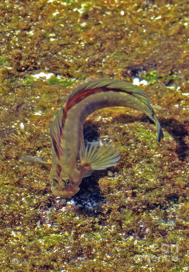 Goby Photograph by Cindy Murphy