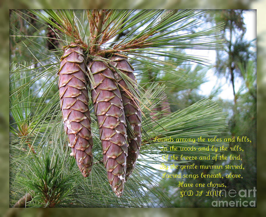 Nature Photograph - God Is Love - Verse 2 by Kathryn Jones
