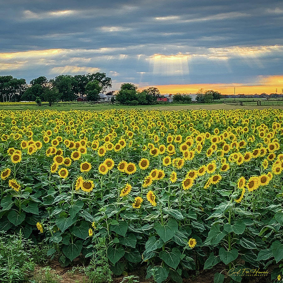 Sunflowers Photograph - God Light Over the Fields by Carol Fox Henrichs Sunflowers Photograph - God Light Over the Fields by Carol Fox Henrichs