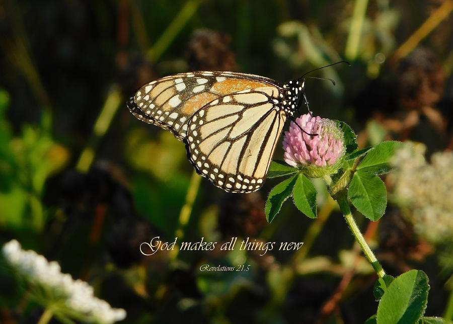 Butterfly Photograph - God Makes All Things New by Karen Cook