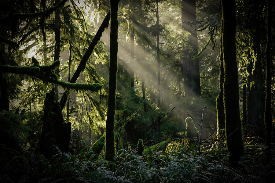 God Rays in the Grove Photograph by Phil Henderson - Fine Art America