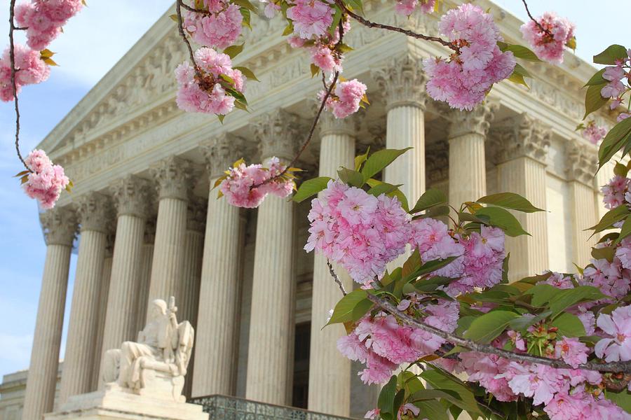 Goddess Athena and Cherry Blossoms in Full Bloom Photograph by Ha LI ...