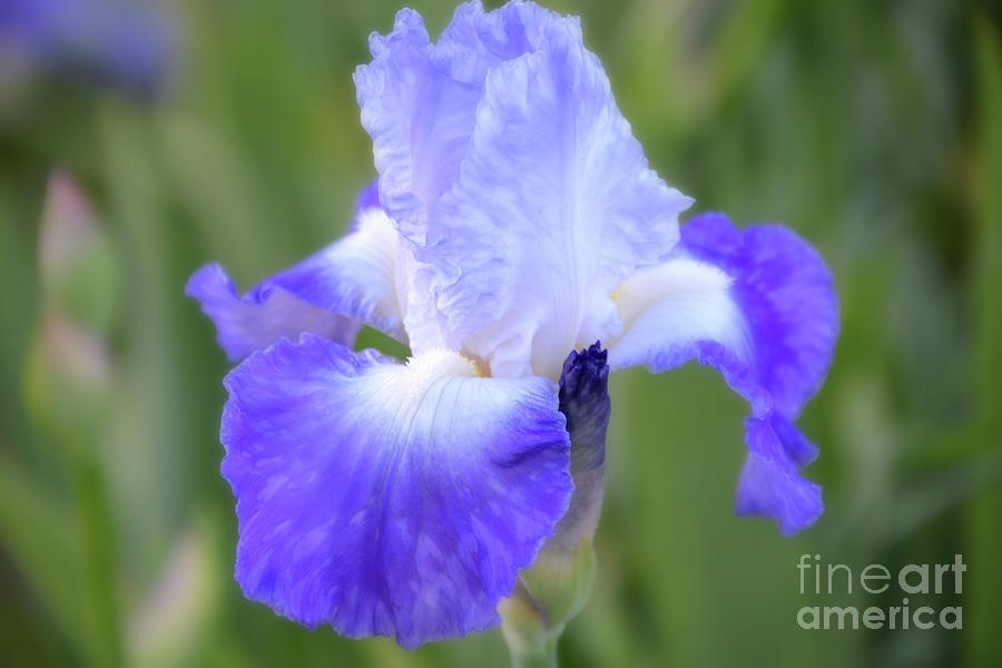Iris Photograph - Goddess Iris by Norma A Lahens Iris Photograph - Goddess Iris by Norma A Lahens