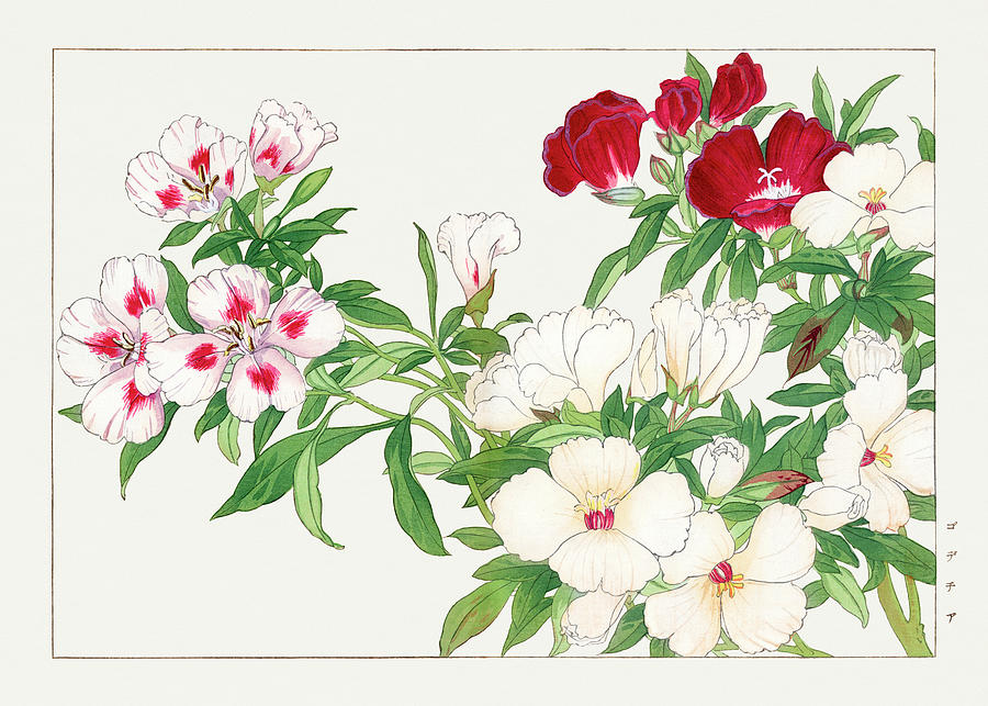 Godetia Flower - Ukiyo e art - Vintage Japanese woodblock art - Seiyo SOKA ZUFU by Tanigami Konan Digital Art by Studio Grafiikka