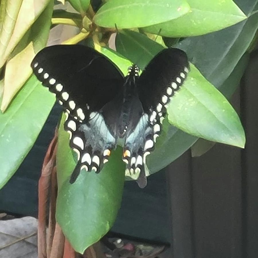 God's Beautiful Creatures Photograph by Charlotte Gray - Fine Art America