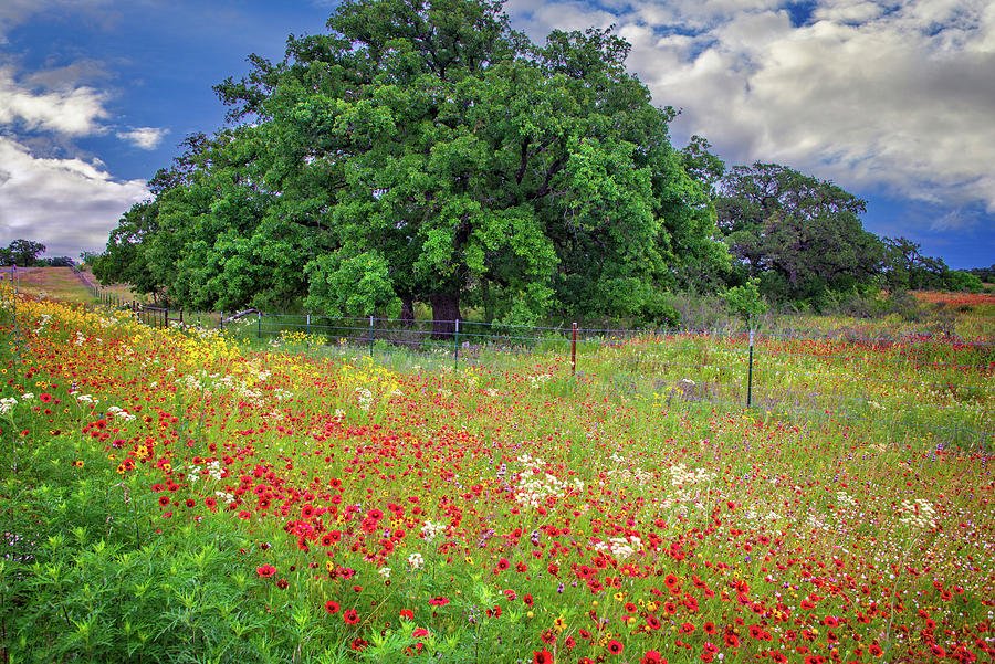 Gods Gifts in the Hill Country Photograph by Lynn Bauer