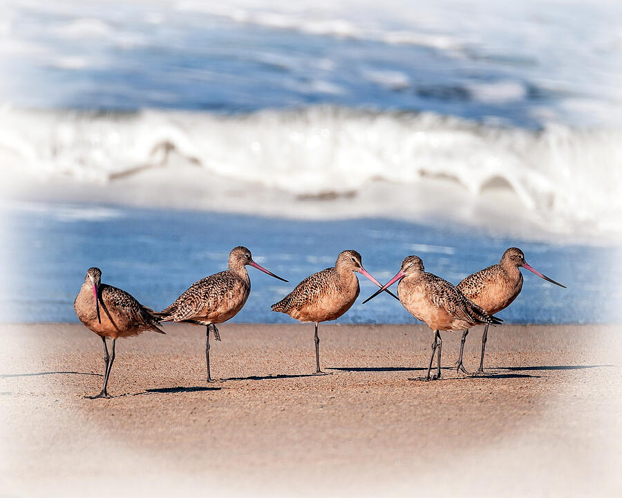 Beach Photograph - Godwits on the beach by William Havle