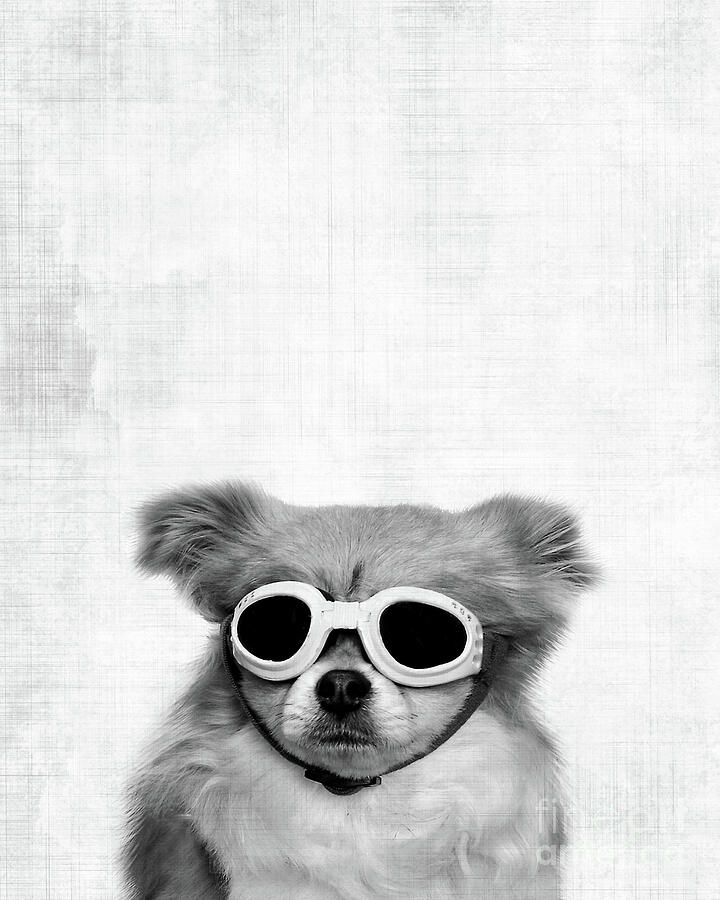 Goggle Photograph - Funny dog with goggles  by Delphimages Photo Creations