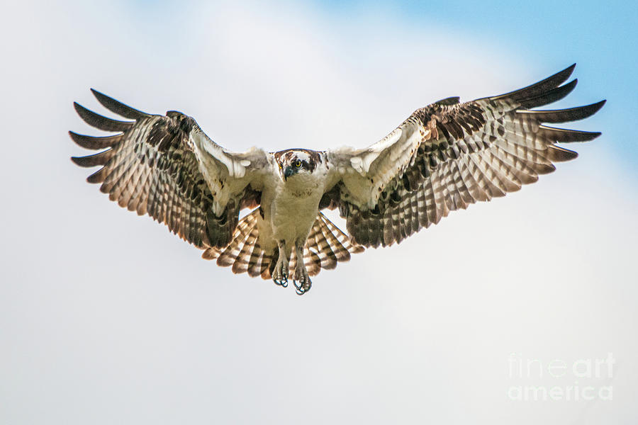 Osprey Photograph - Going Fishing by Craig Leaper