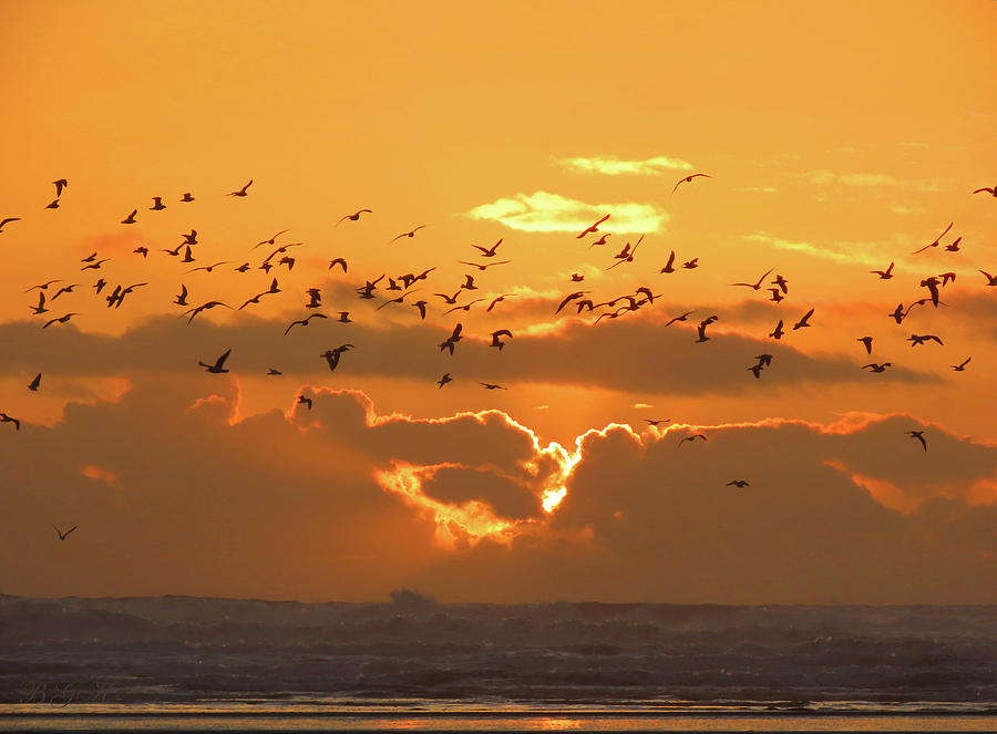 Seagull Photograph - Going for the Gold - Newport OR Coastal Sunset - Nature Scenes by Brooks Garten Hauschild