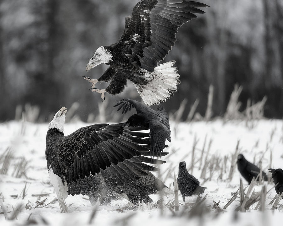 Going for the jugular - monochrome Photograph by Murray Rudd