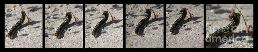 Going Going Gone the Sphinx Moth Caterpillar Photograph by Colleen Cornelius