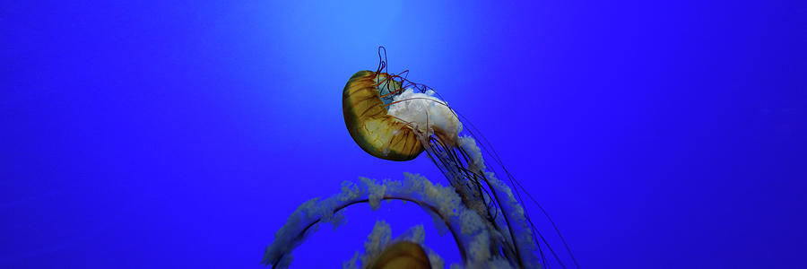 Going in Circles -- Pacific Sea Nettles at the Steinhart Aquarium, San Francisco, California Photograph by Darin Volpe
