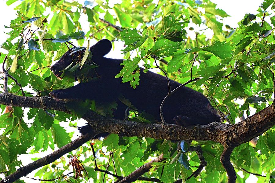 going-out-on-a-limb-photograph-by-lisa-wooten-fine-art-america