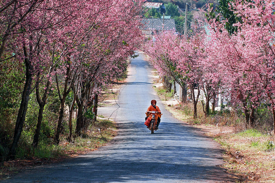 Going Springtime Photograph by Khanh Bui Phu