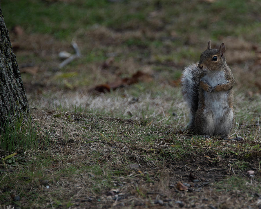 Going squirrelly Photograph by Alan Goldberg