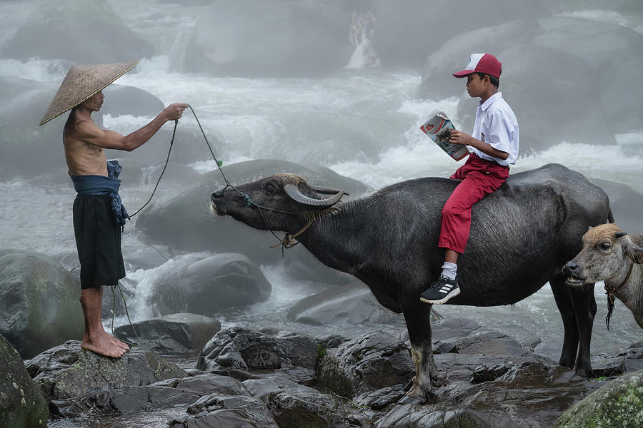 Going to school on a water buffalo Photograph by Anges Van der Logt