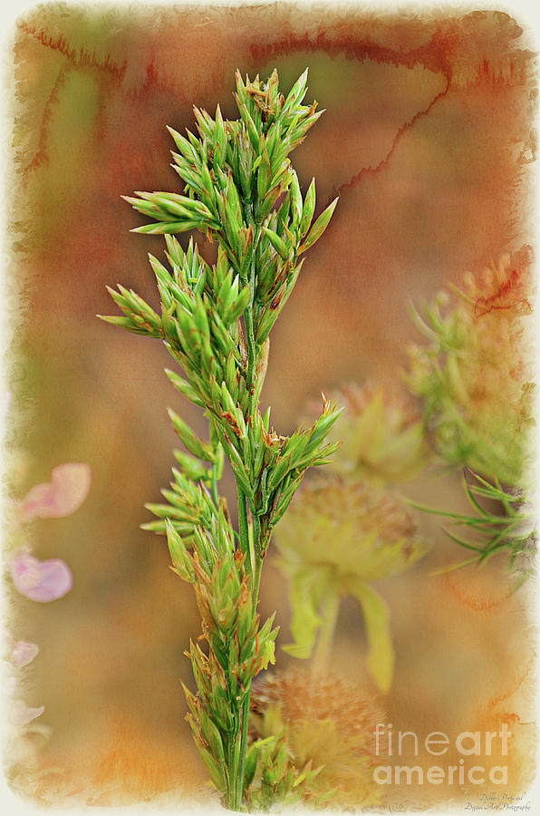 Going to Seed - 1-1 Photograph by Debbie Portwood