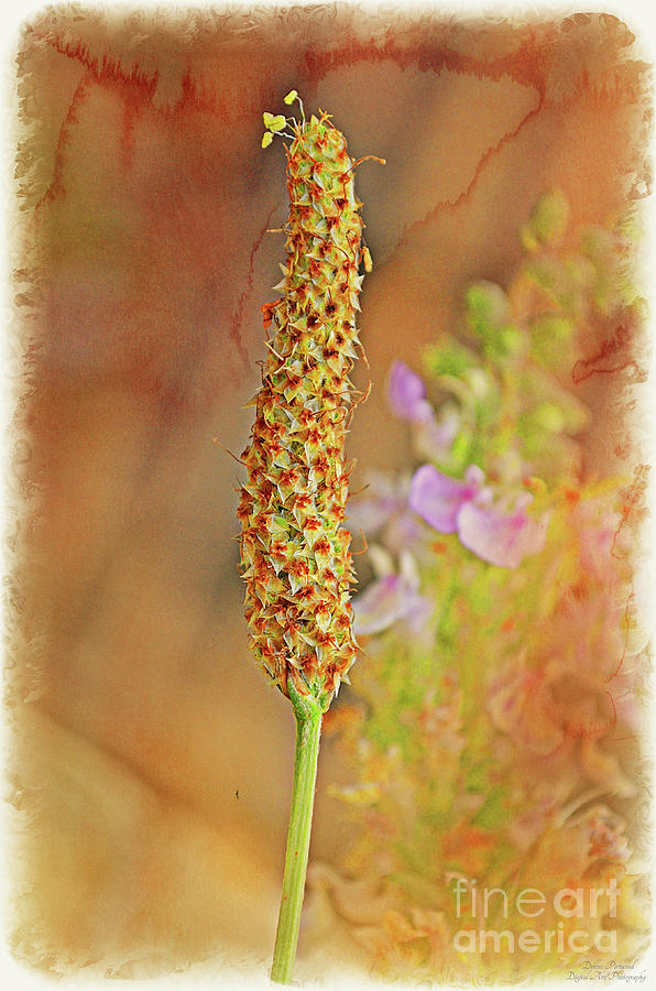 Going to Seed - 6 - 1 Photograph by Debbie Portwood