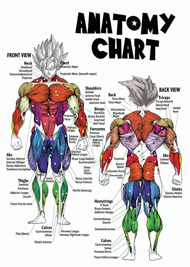 Goku Anatomy Chart Muscle Diagram Digital Art by Matthew Chan Pixels