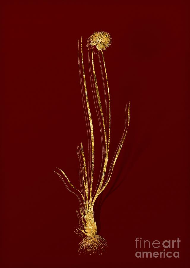 Gold Allium Foliosum Botanical Illustration on Red Mixed Media by Holy Rock Design