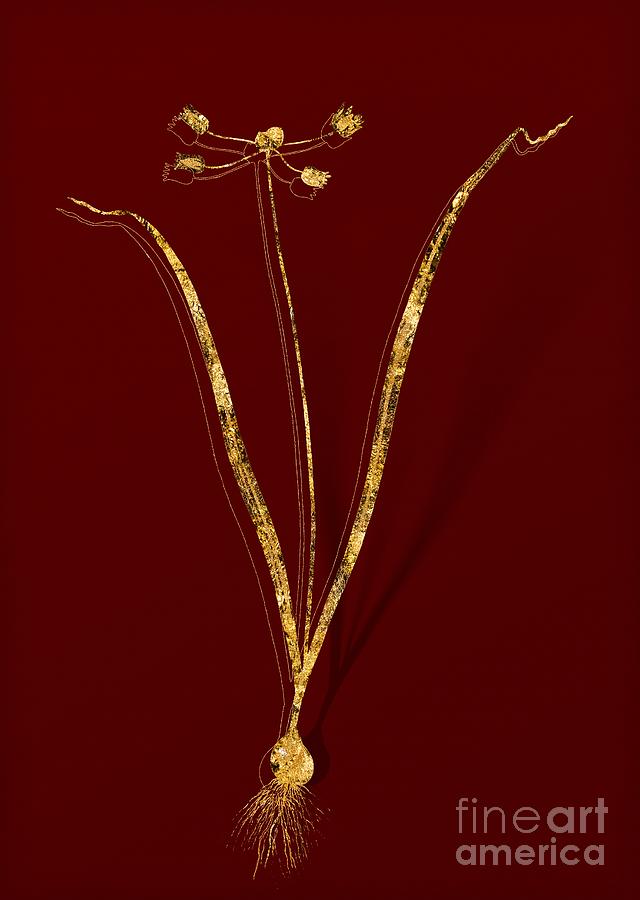 Gold Allium Scorzonera Folium Botanical Illustration on Red Mixed Media by Holy Rock Design