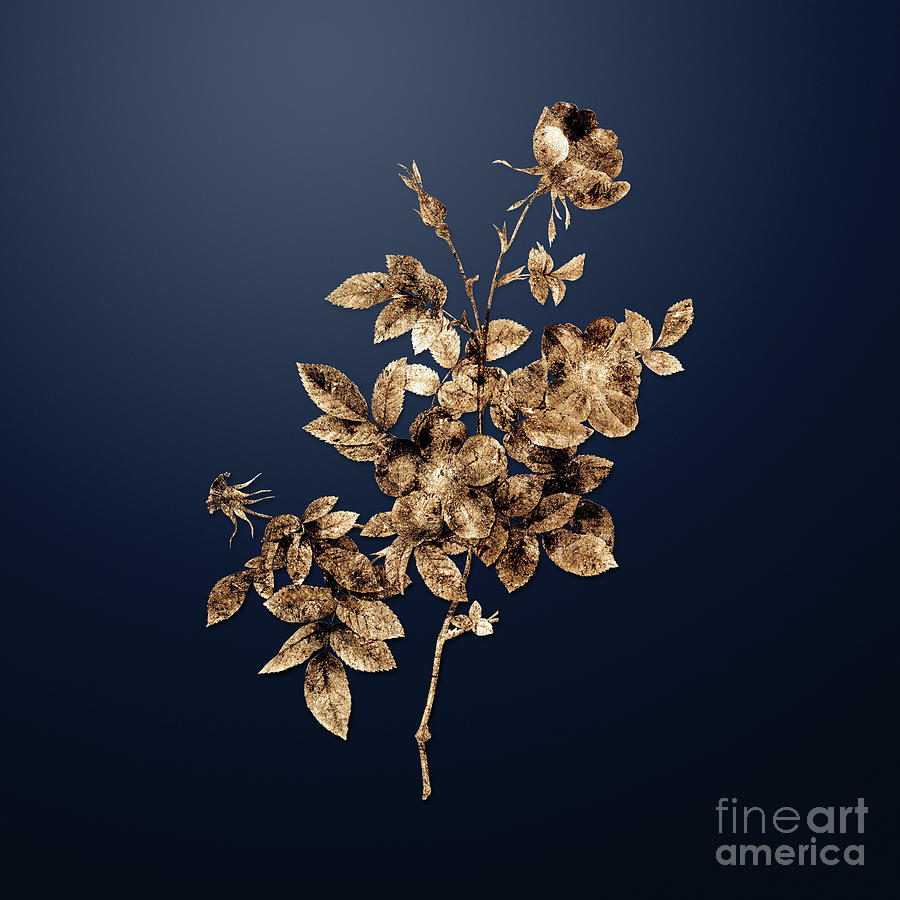 Gold Alpine Rose on Midnight Navy n.01351 Painting by Holy Rock Design ...