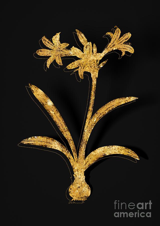 Gold Amaryllis Botanical Illustration on Black Mixed Media by Holy Rock Design