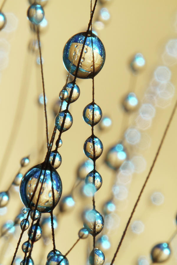 Gold and Blue Grass Seed Drops III Photograph by Sharon Johnstone
