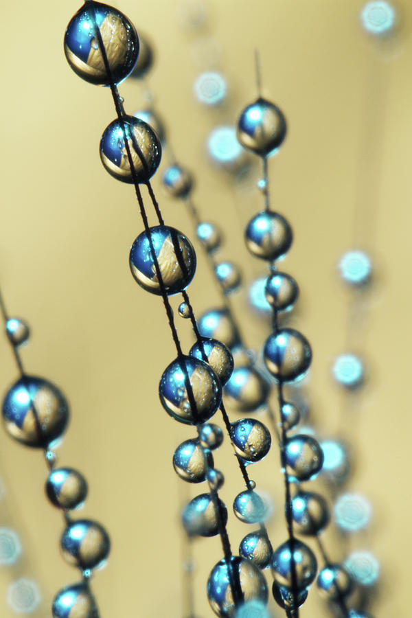 Gold and Blue Grass Seed Drops Photograph by Sharon Johnstone
