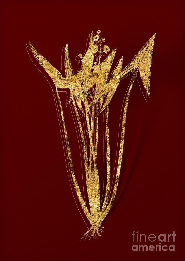 Gold Arrowhead Botanical Illustration on Red Mixed Media by Holy Rock Design