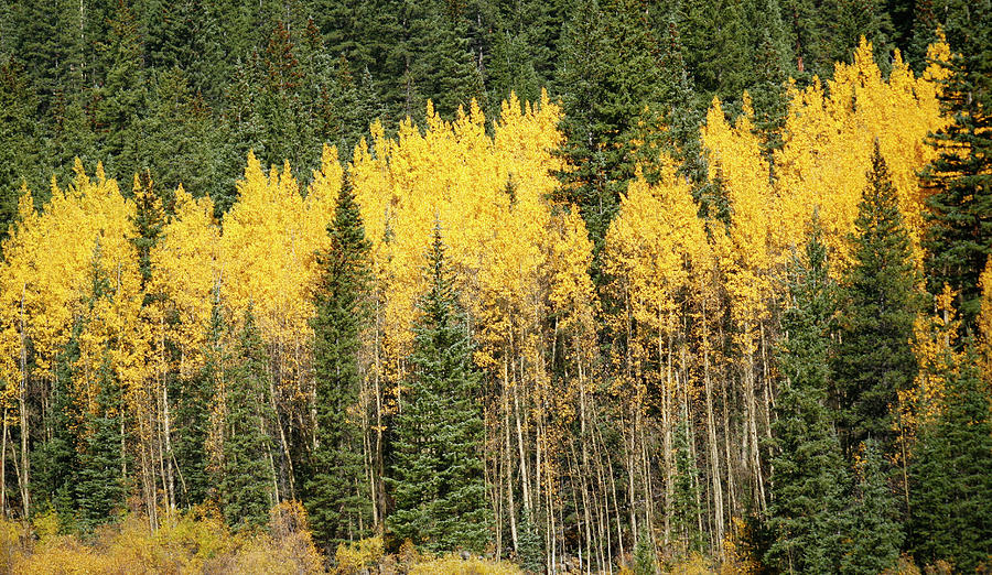 Gold Aspen Tees of Fall Photograph by Marilyn Hunt