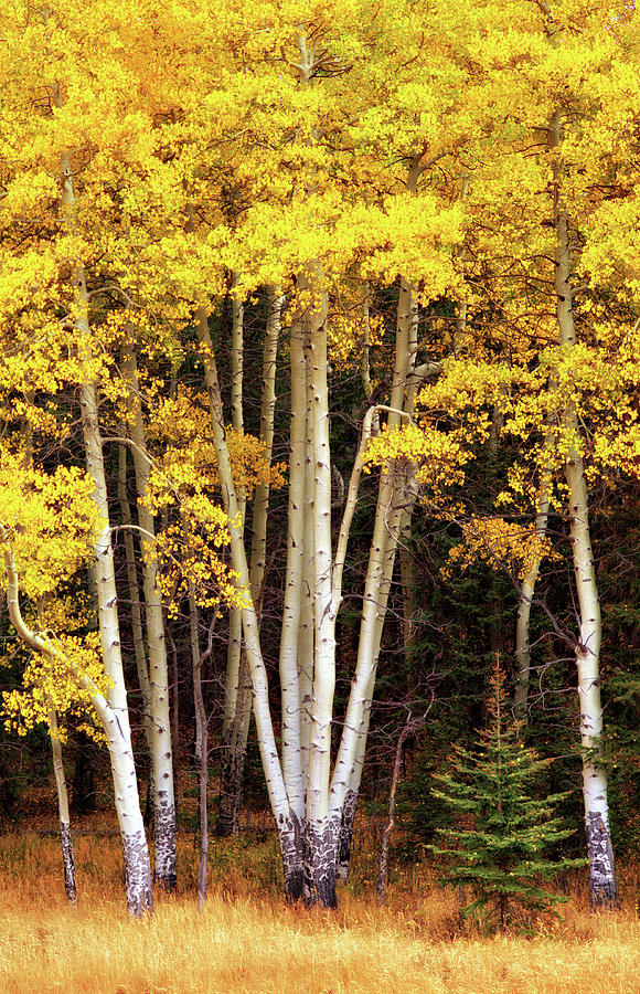 Gold Aspen Trees Photograph by Bob Falcone