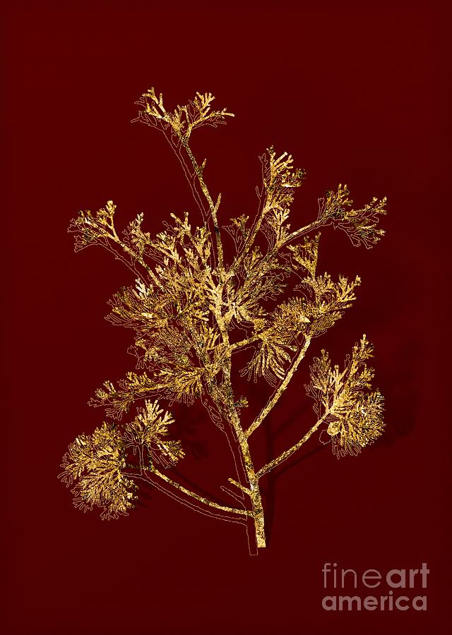Gold Atlantic White Cypress Botanical Illustration on Red Mixed Media by Holy Rock Design