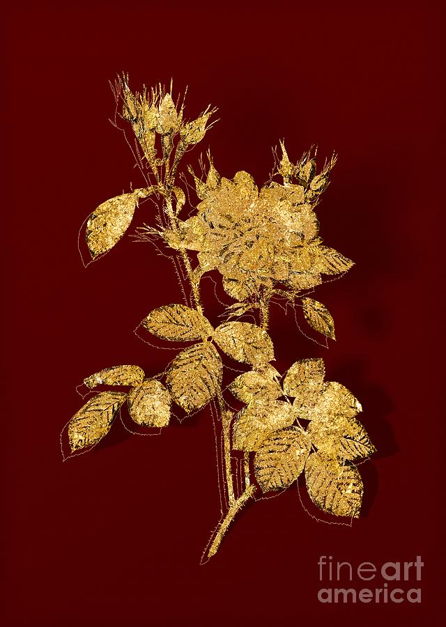 Gold Autumn Damask Rose Botanical Illustration on Red Mixed Media by Holy Rock Design