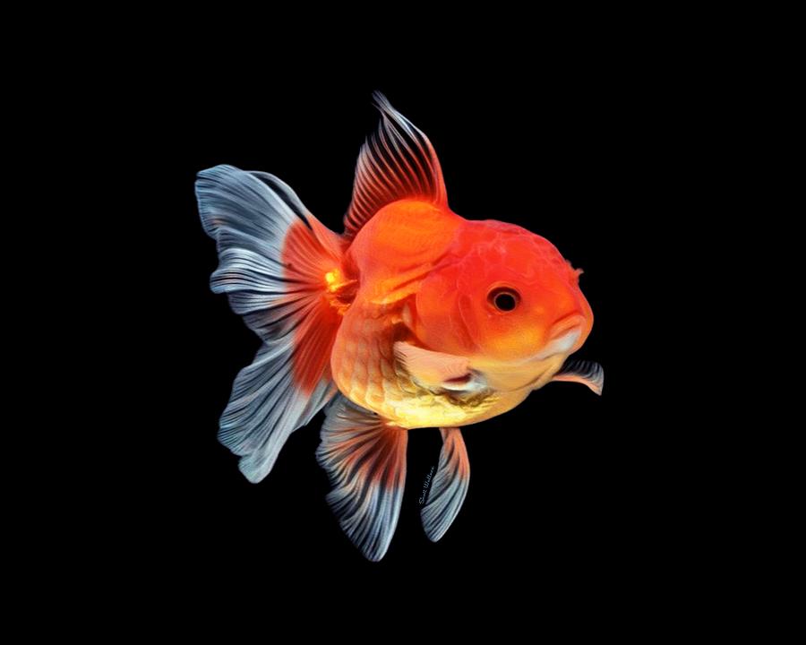 Gold Belly Goldfish Digital Art by Scott Wallace Digital Designs - Pixels