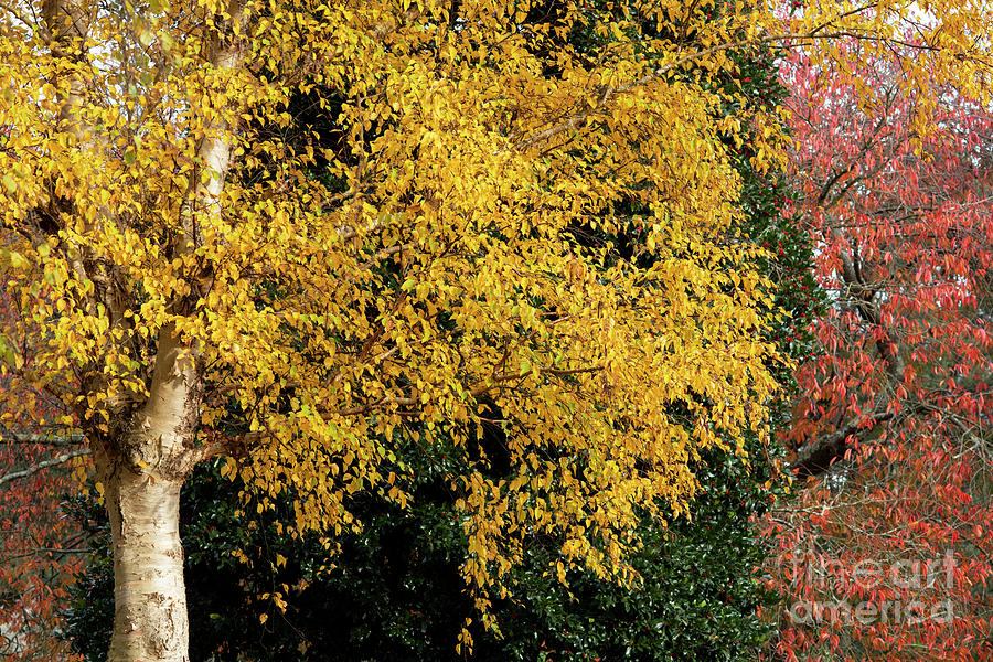 Gold Birch Tree in Autumn Photograph by Tim Gainey